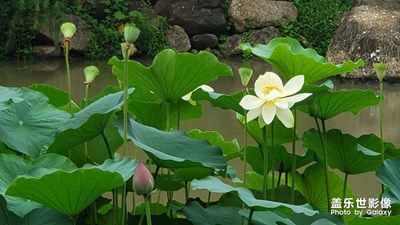 夏*雨*荷