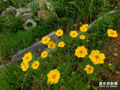 note9隨拍路邊的花