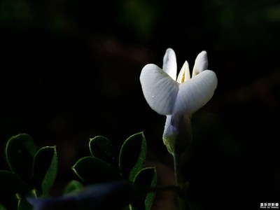 小花也有小花的精彩--花開的季節(jié)