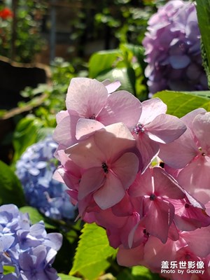 小區(qū)內(nèi)的花兒