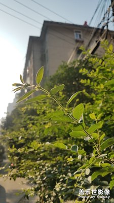 晨