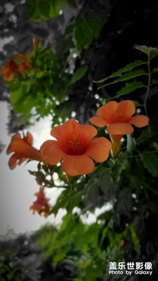 凌霄花開