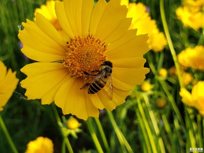 【美麗家園】出門就是花海