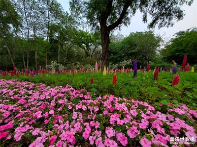 一組花花