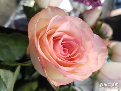 花花草草之 美麗的粉月季