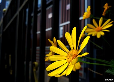 絢麗綻放的小花