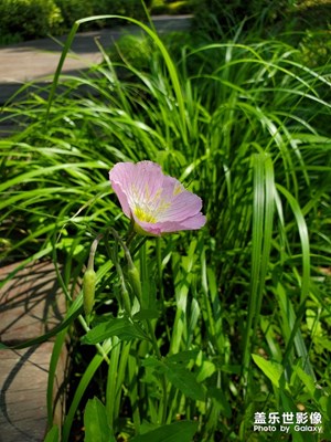 花兒與光