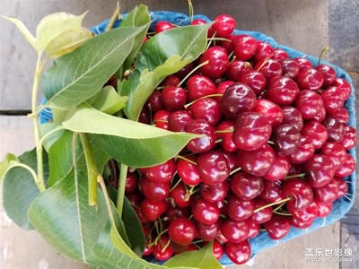 漢源九襄鎮(zhèn) 水果集市