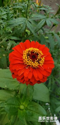 【美麗家園】+靜待花開