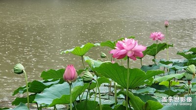 心如蓮花