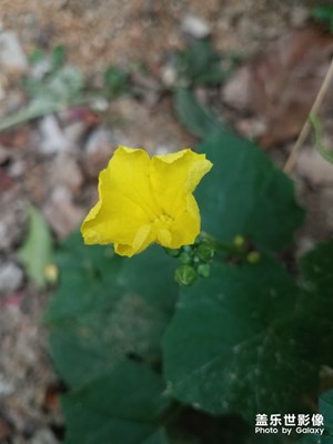 蔬果之 絲瓜