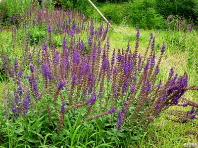 山花爛漫