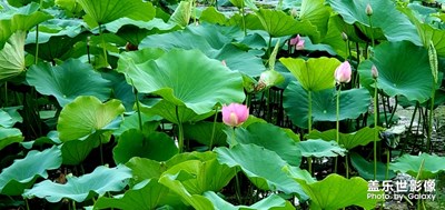 南京玄武湖荷花，三星s10