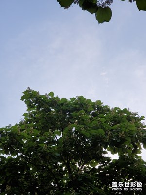 梧桐樹