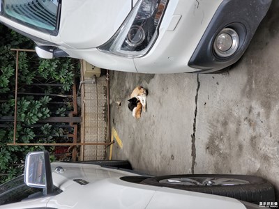 【端午風(fēng)情】+ 龍舟和午飯