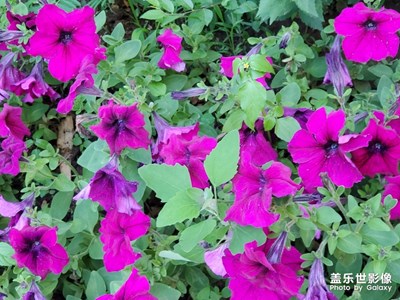 夕陽