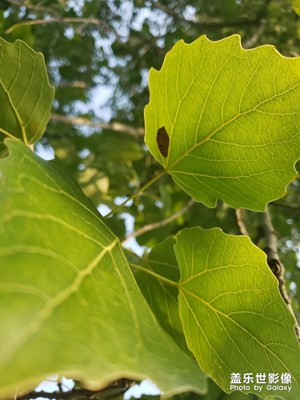 我自己拍的，雨后青島的中山公園，禁止盜圖?。。。?！我