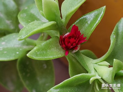 隨手拍
