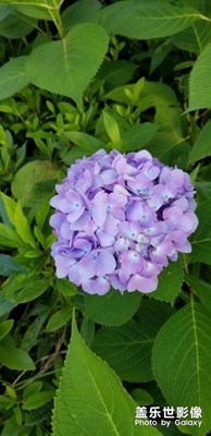 一花一世界