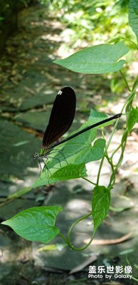小精靈