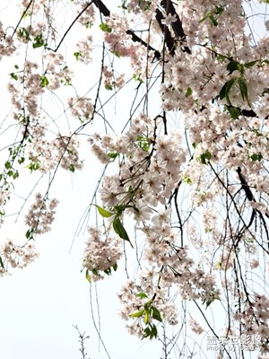 春景，西安青龍寺晚櫻