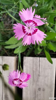 【端午風(fēng)情】+芬芳四溢石竹花（二）