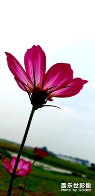 漂亮的花兒，