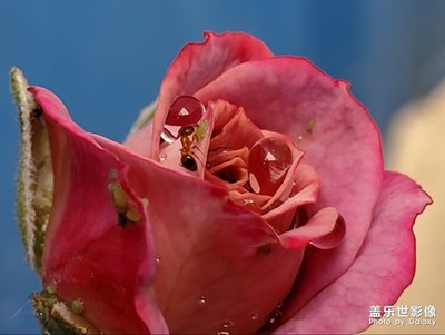 小螞蟻