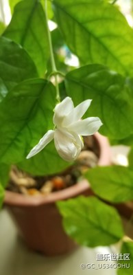茉莉