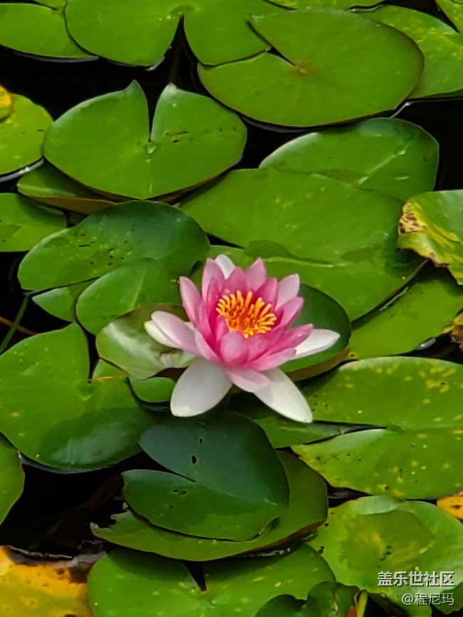 【玩轉(zhuǎn)端午】華東5日游——上海→蘇州→烏鎮(zhèn)→杭州 part2