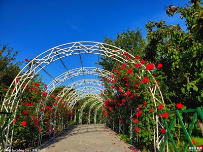 GalaxyS10+青春花園