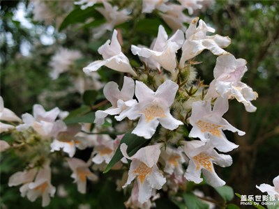 【走進夏天】+白花花