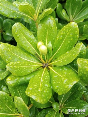 綠樹綠果
