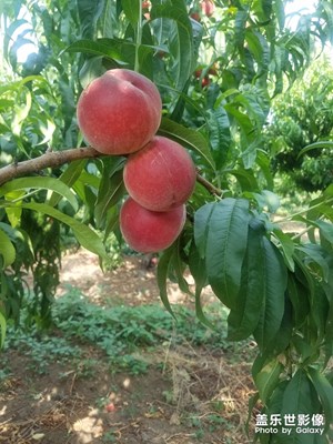 【走進(jìn)夏天】＋桃子熟了。。。