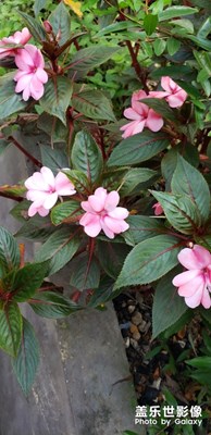 鳳仙花