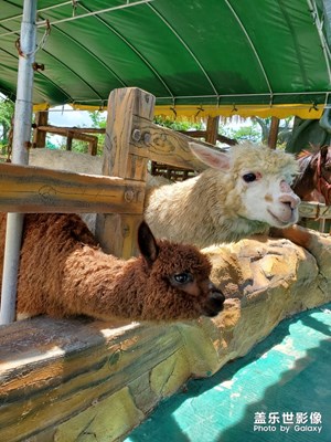 【走進夏天】+ 長廊生態(tài)園的動物