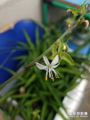 花花草草之 蘭