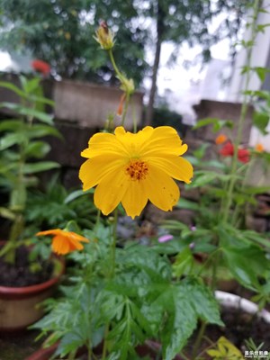 發(fā)幾張雨中花