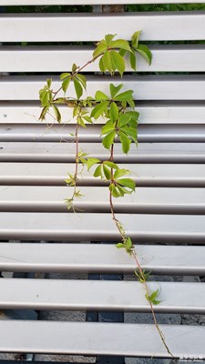 【走進(jìn)夏天】+爬山虎的故事