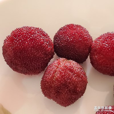 楊梅