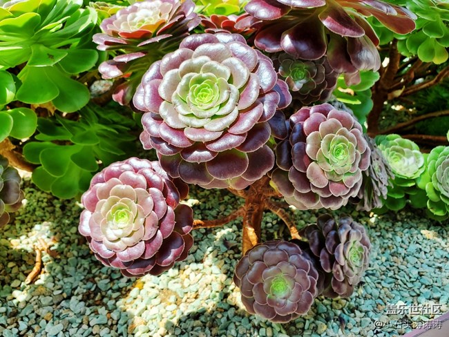 小石頭與Galaxy S10的旅行日記 Day 3~4