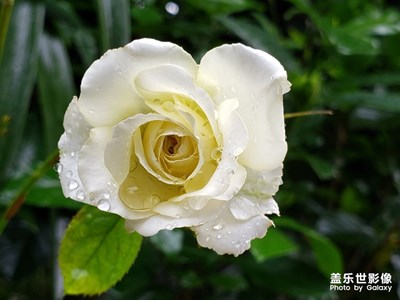 雨后的菜園（看你認(rèn)識(shí)幾種菜）
