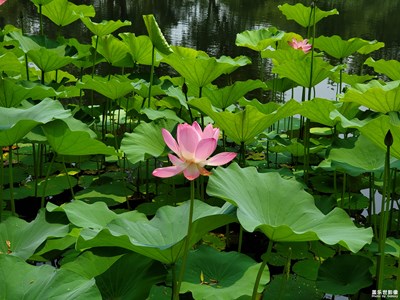 【走進(jìn)夏天】+生如夏花