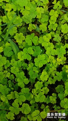 三葉草