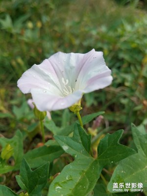 喇叭花