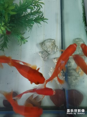 魚缸