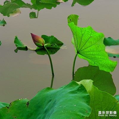 一池渾水，幾片殘荷。