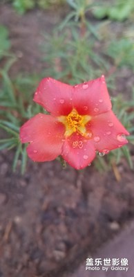 雨后小故事