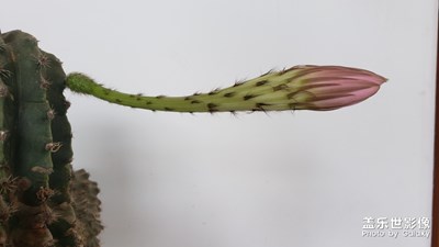 仙人球開花