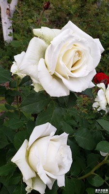 【色彩系列之白色】+婀娜月季